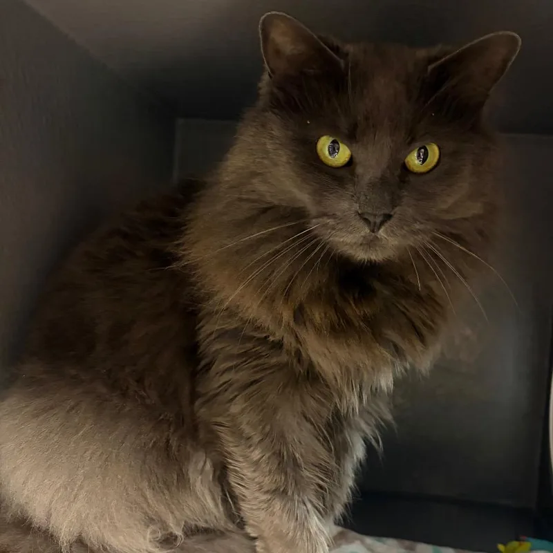 An adult medium-sized female Gray / Blue / Silver Domestic Medium Hair cat named Blubie for adoption in Hamburg, NY