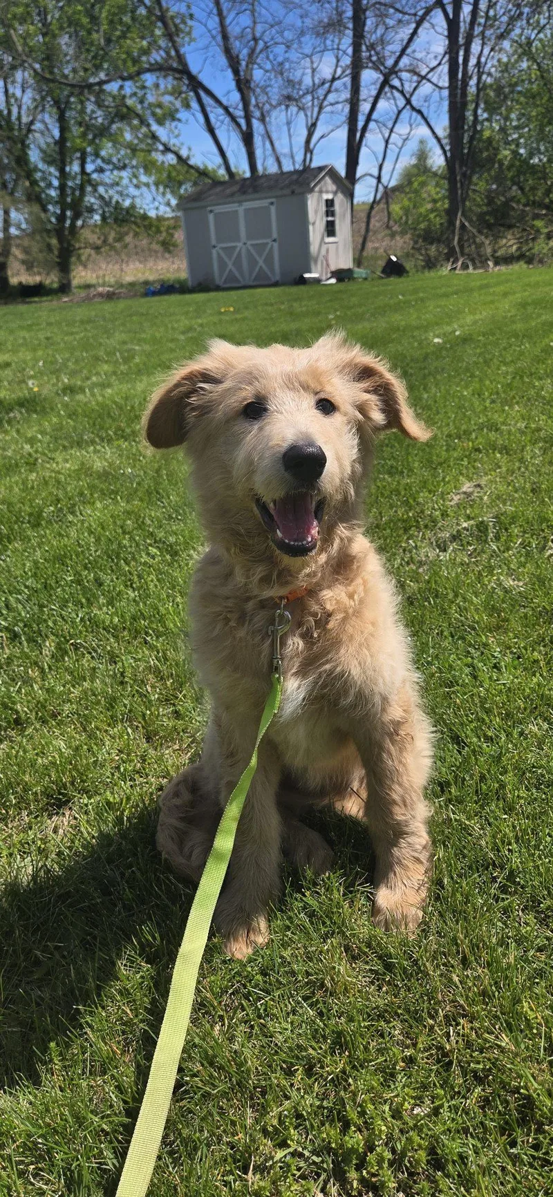 A baby large-sized female Apricot / Beige Goldendoodle dog named Violet for adoption in CHURCHVILLE, NY