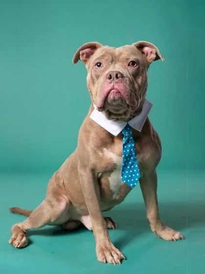 An adult large-sized male Pit Bull Terrier dog named Ringo for adoption in Atlanta, GA