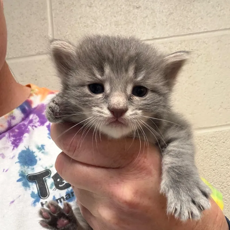 A baby small-sized female Gray / Blue / Silver Domestic Long Hair cat named Regina George for adoption in DeKalb, IL