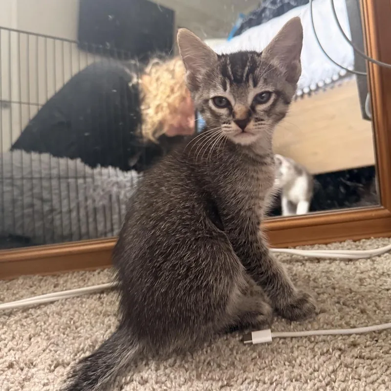A baby small-sized male Gray / Blue / Silver Domestic Short Hair cat named Boulder for adoption in Long Beach, CA