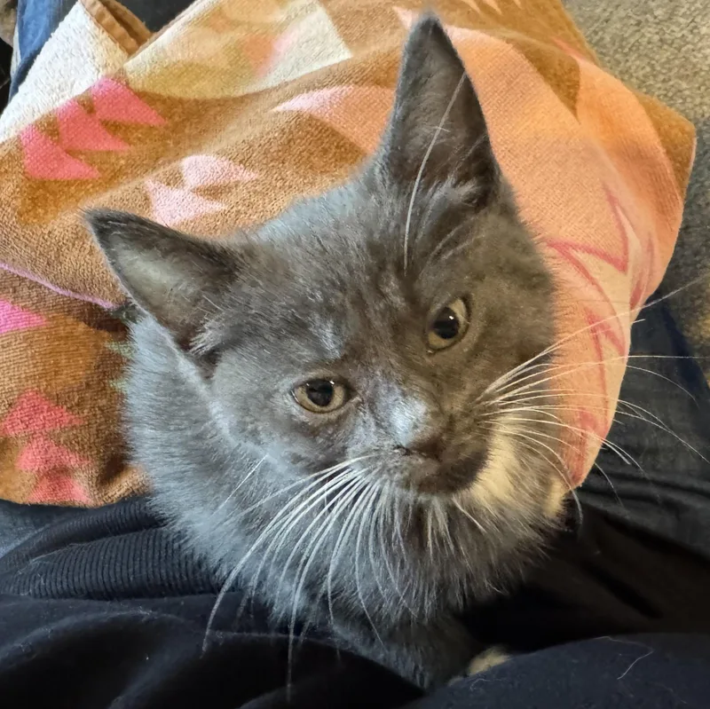 A baby medium-sized male Gray & White Domestic Short Hair cat named Slate for adoption in East Amherst, NY