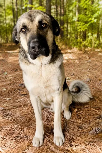 Max