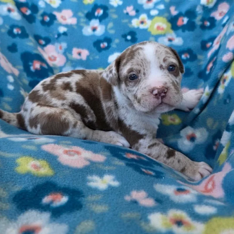 A baby small-sized male Brown / Chocolate Pit Bull Terrier dog named Bigoli for adoption in Jackson, MO