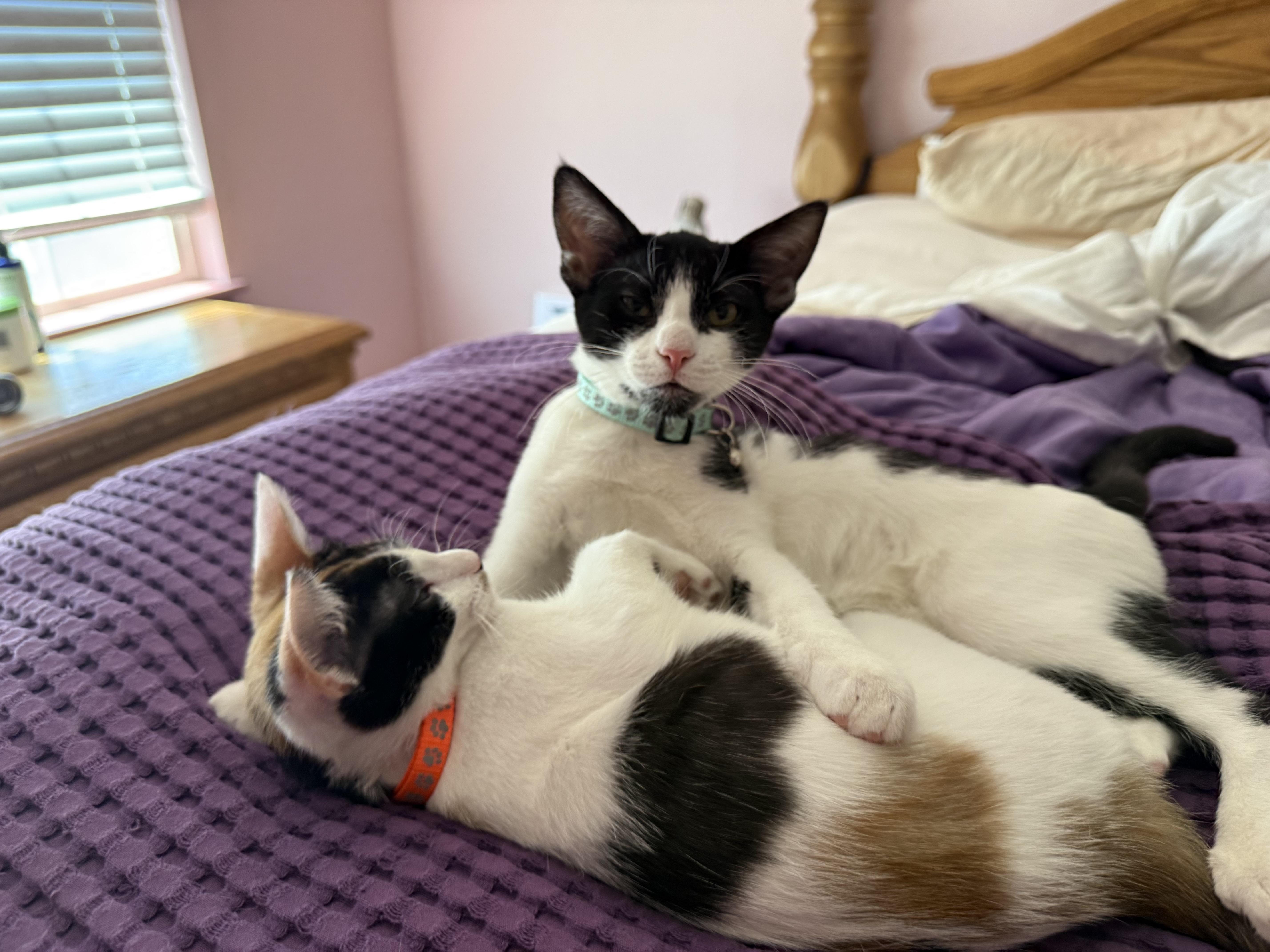 A baby medium-sized female Calico cat named Dasiy for adoption in Tracy, CA