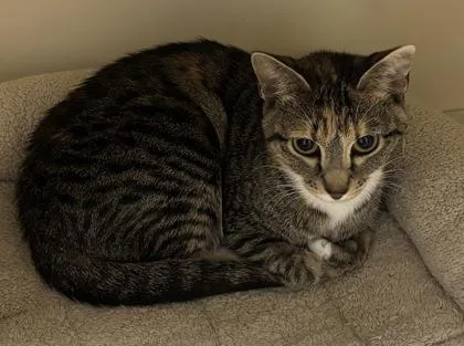 An adult large-sized female Domestic Short Hair cat named Kyoto for adoption in Chamblee, GA