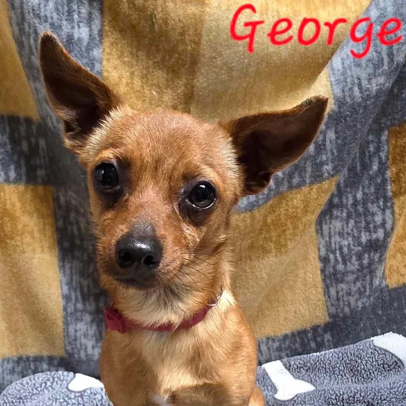 George thumbnail 4