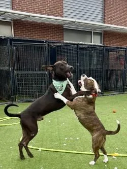 Triscuit thumbnail 2