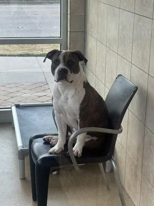 Triscuit thumbnail 3