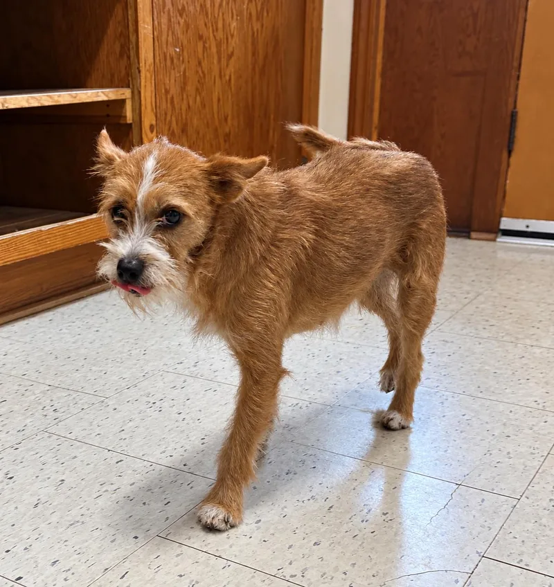 A young small-sized female Terrier dog named Ethel for adoption in Raleigh, NC