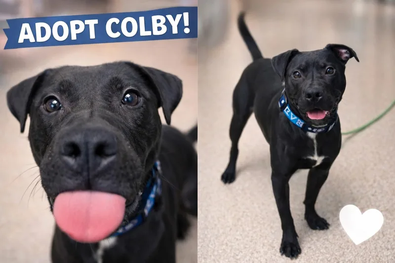 An adult medium-sized male Black Black Labrador Retriever dog named Colby for adoption in Sunderland, MD