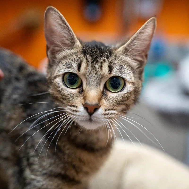 A young medium-sized female Brown / Chocolate Domestic Short Hair cat named Queen Bee for adoption in Gainesville, GA