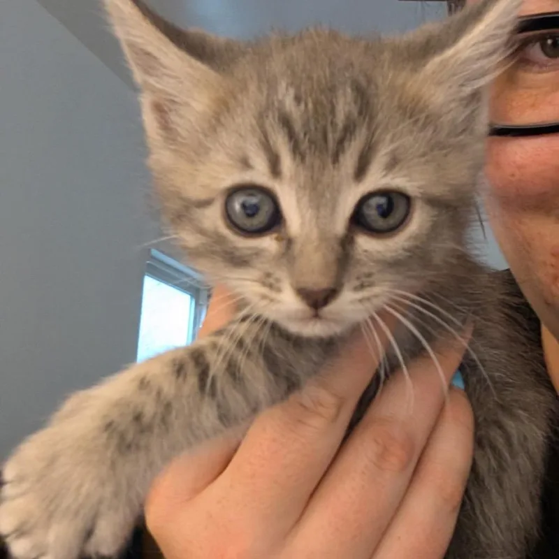 A baby small-sized female Gray / Blue / Silver Domestic Short Hair cat named Joni for adoption in Long Beach, CA
