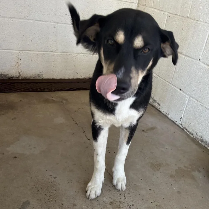 A young medium-sized male Black Shepherd dog named Panko for adoption in Edinburg, TX