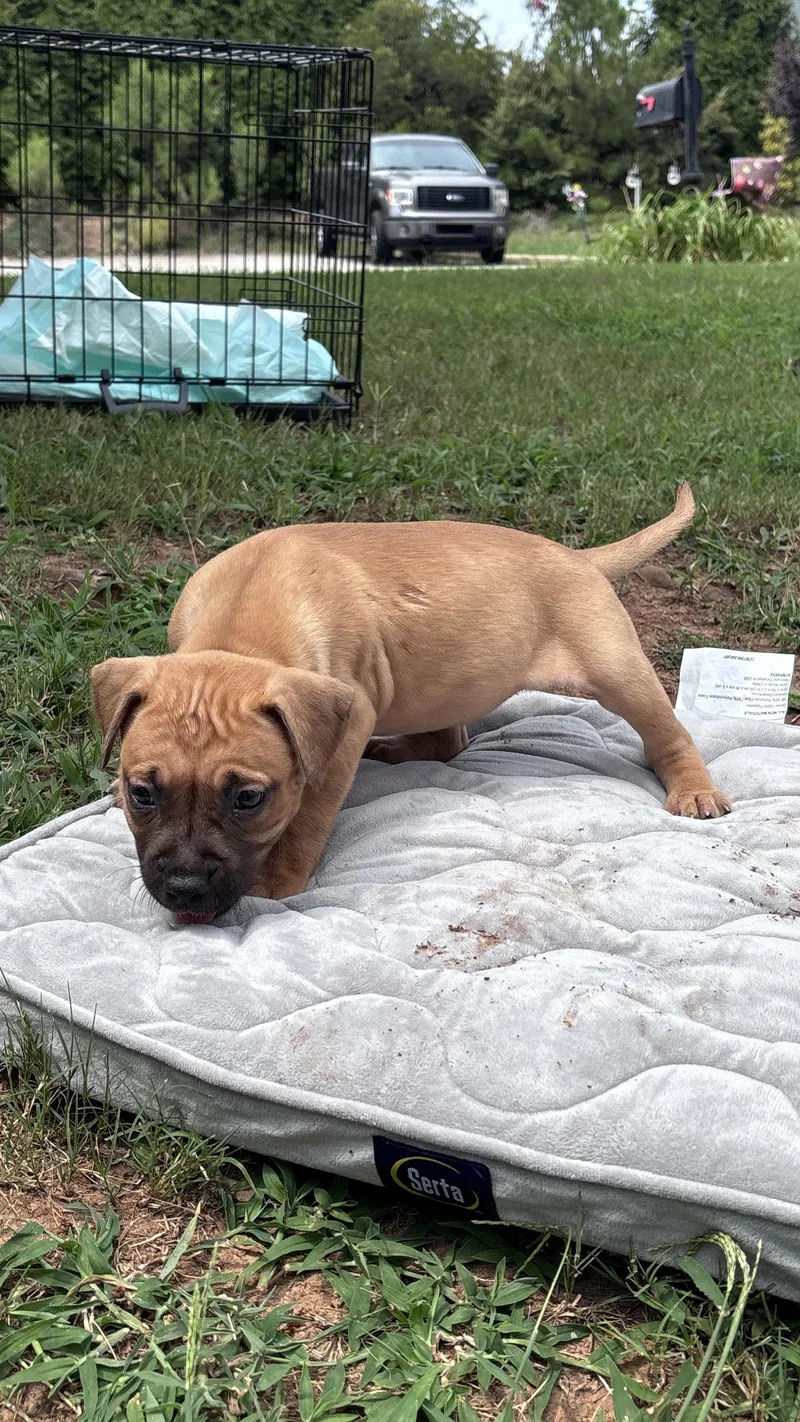 A baby medium-sized female American Staffordshire Terrier dog named Becky Cora's Litter for adoption in Holly Springs, NC