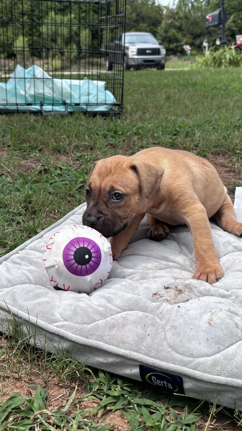 Becky  Cora's Litter thumbnail 2