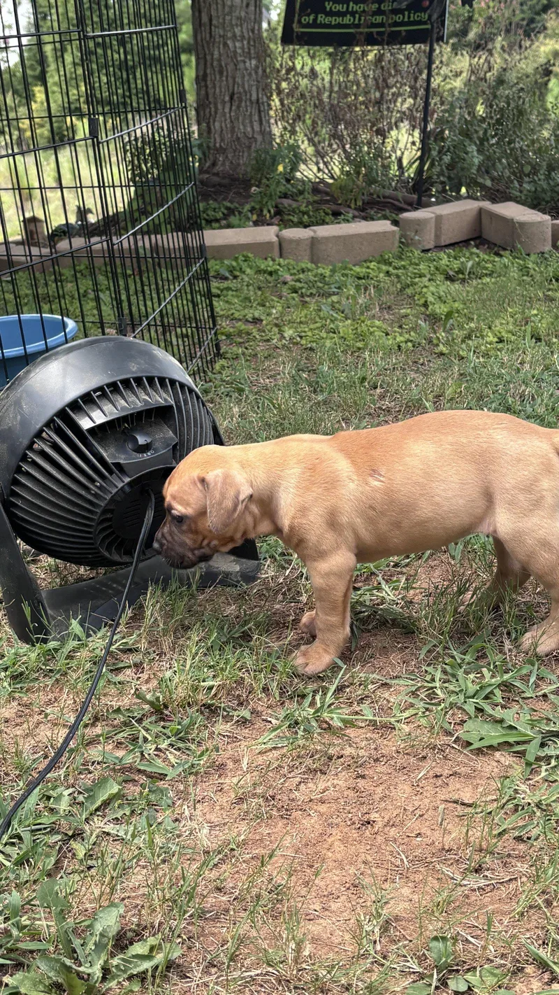 Becky  Cora's Litter thumbnail 3