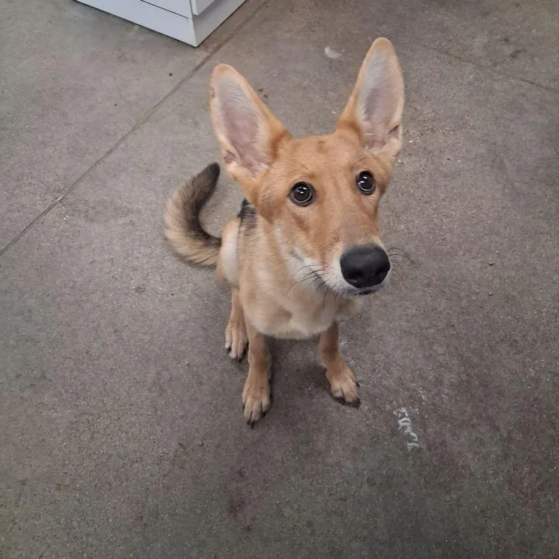 An adult medium-sized female Black Shepherd dog named Shila for adoption in Kingman, AZ