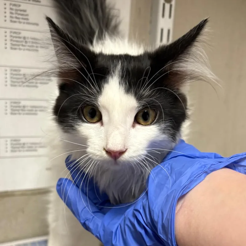 A baby small-sized male Black Domestic Short Hair cat named Marco for adoption in Yuma, AZ
