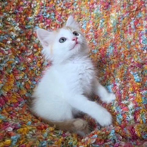 A baby small-sized male Domestic Long Hair cat named Grits for adoption in Woodstock, GA