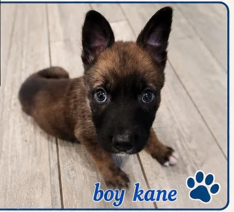 A baby small-sized male Bicolor Dutch Shepherd dog named Kane for adoption in Fort Lauderdale, FL