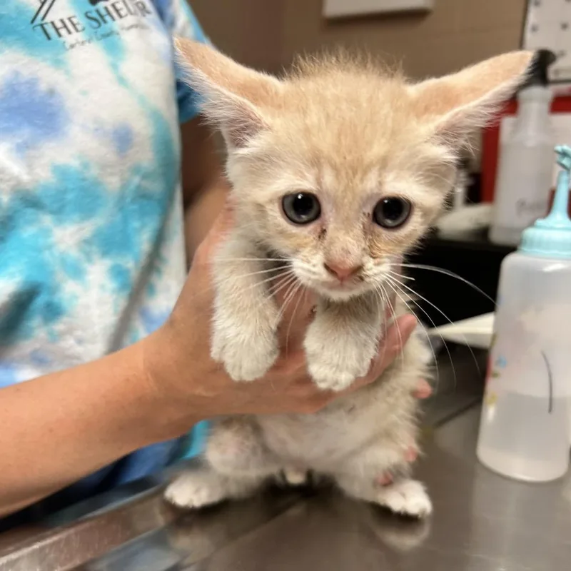 A baby small-sized male Cream / Ivory Domestic Short Hair cat named Louie for adoption in Newport, NC