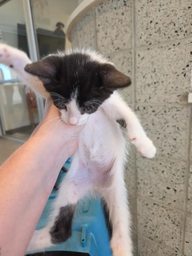 A baby small-sized male Domestic Short Hair cat named A.j. for adoption in Bossier City, LA