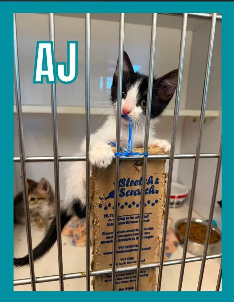 A.j. thumbnail 2