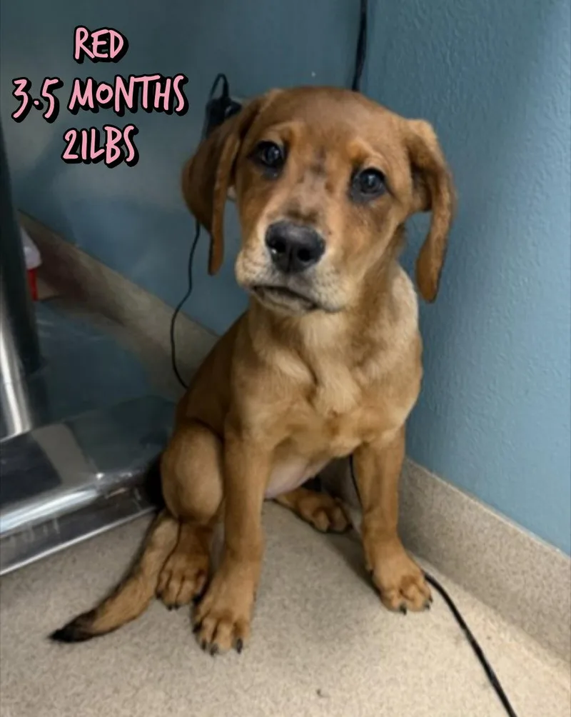 A young medium-sized female Mixed Breed dog named Red for adoption in Holbrook, NY