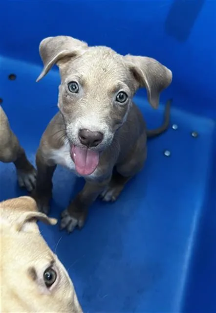 A baby large-sized male Mixed Breed dog named Flint for adoption in Dallas, TX