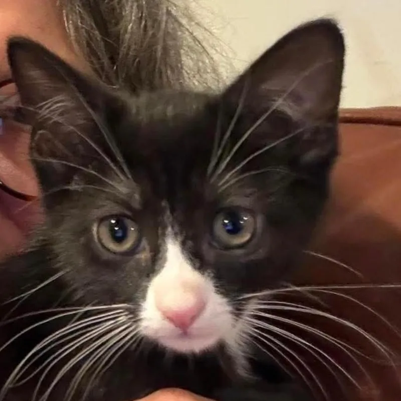 A baby medium-sized male Black & White / Tuxedo Tuxedo cat named Artemis & Sputnik for adoption in Hyattsville, MD