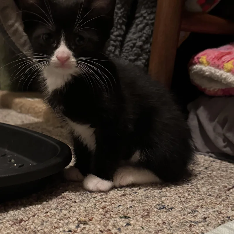 Artemis & Sputnik thumbnail 3