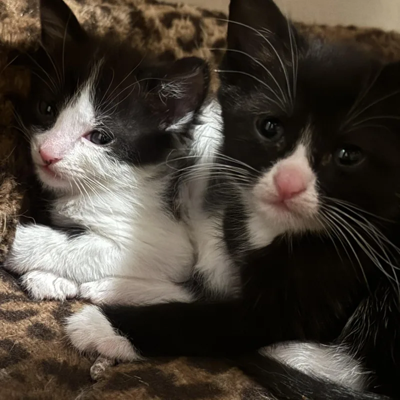 Artemis & Sputnik thumbnail 4