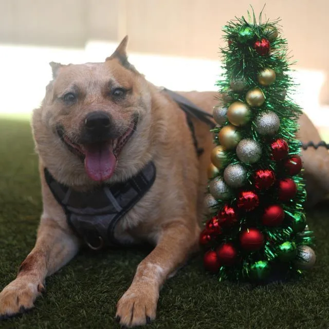 An adult medium-sized male Australian Cattle Dog / Blue Heeler dog named Cal for adoption in San Antonio, TX