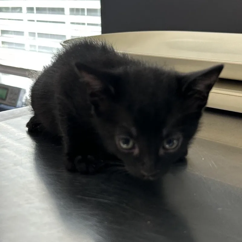 Ebony aka Loki