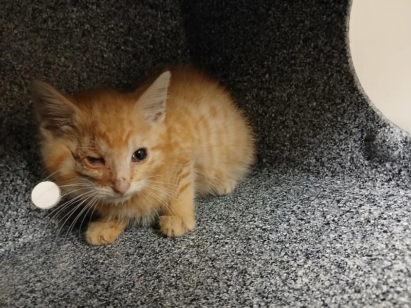 A baby large-sized male Domestic Short Hair cat named Rolex for adoption in Greenfield, IN