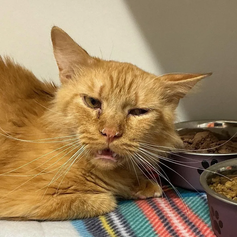 An adult medium-sized male Orange / Red Domestic Medium Hair cat named Blake for adoption in St Joseph, MO