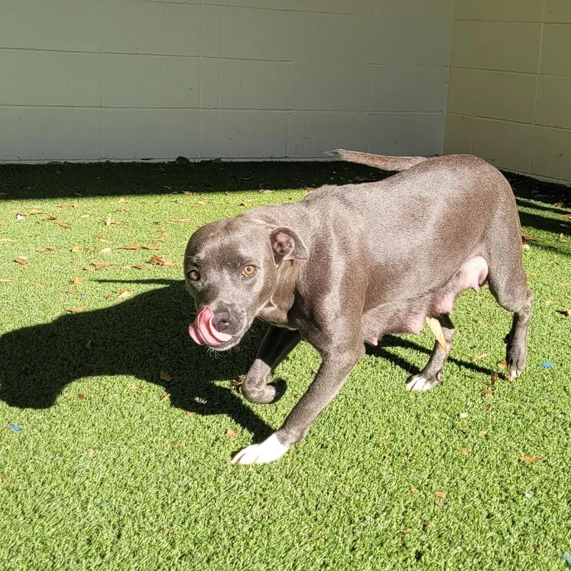 An adult medium-sized female Gray / Blue / Silver Terrier dog named Moonstruck for adoption in LOXAHATCHEE, FL