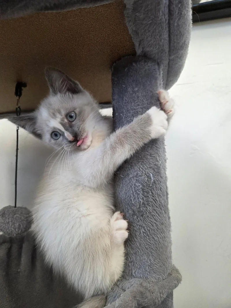 A young medium-sized female Cream Point Domestic Short Hair cat named Opal for adoption in Roosevelt, UT