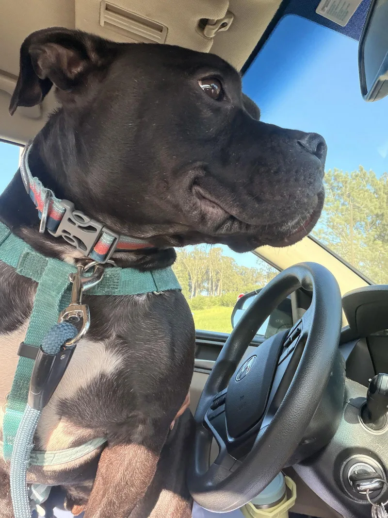 Tank Top thumbnail 3