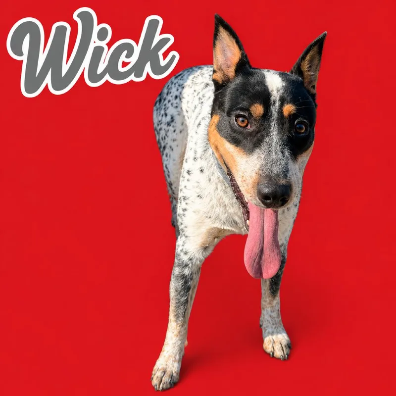 An adult medium-sized male White / Cream Australian Cattle Dog / Blue Heeler dog named Wick for adoption in Scottsdale, AZ