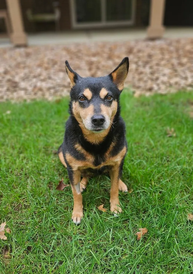 An adult medium-sized female Coonhound dog named Roxie for adoption in Ross, OH