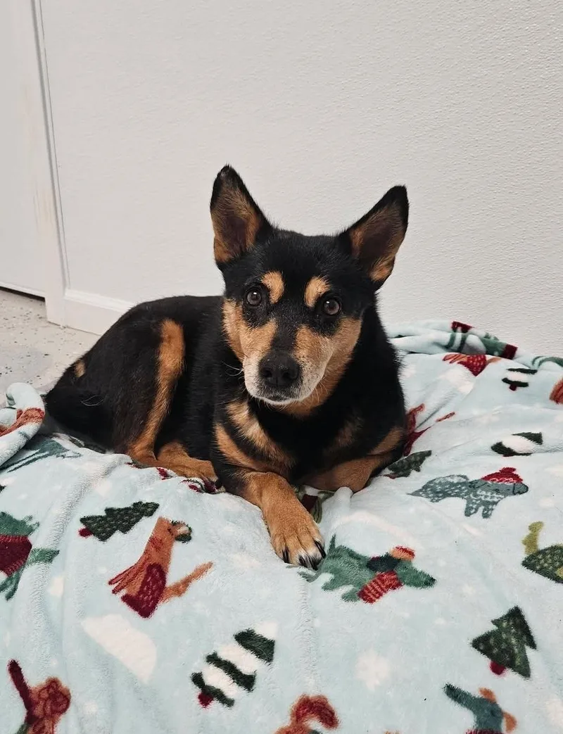 Roxie thumbnail 4