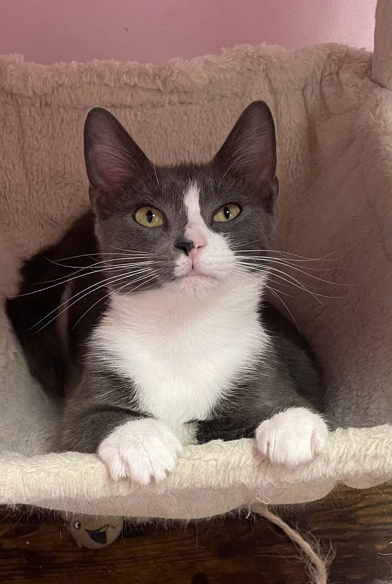 A young medium-sized female Gray & White Domestic Short Hair cat named Darcy for adoption in Champaign, IL