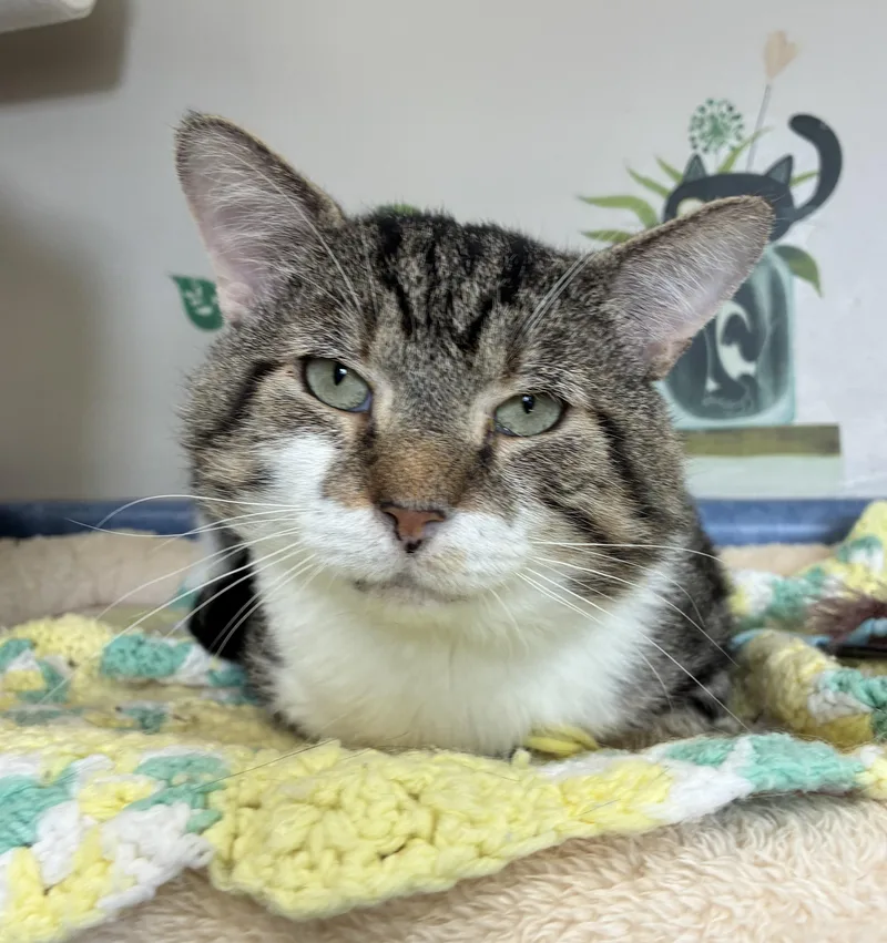 An adult large-sized male Tabby (Tiger Striped) Domestic Short Hair cat named Daikon FIV for adoption in Breinigsville, PA