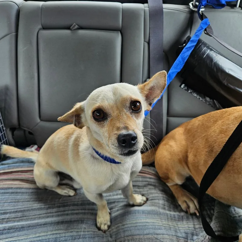 An adult small-sized male Yellow / Tan / Blond / Fawn Chihuahua dog named Fire for adoption in Lake Jackson, TX