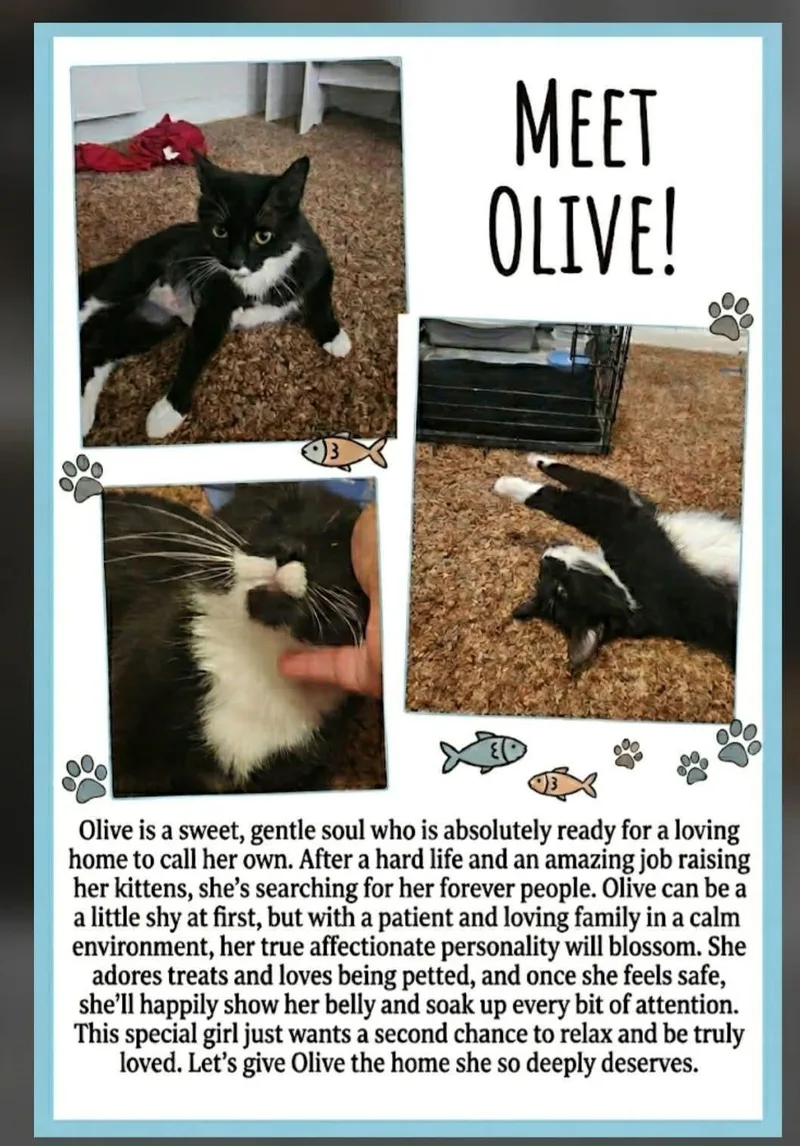 An adult medium-sized female Black & White / Tuxedo Domestic Short Hair cat named Olive for adoption in Brigham City, UT