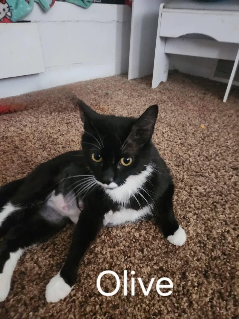 Olive thumbnail 2