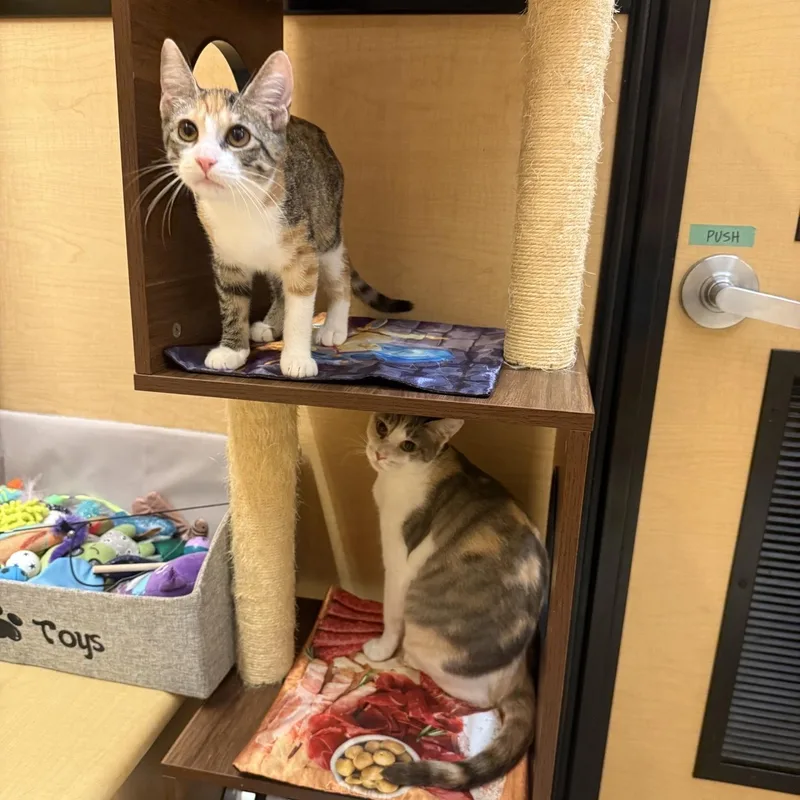 A baby medium-sized female Dilute Calico Domestic Short Hair cat named Lavigne for adoption in Austin, TX