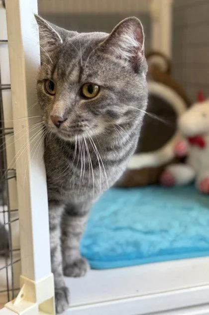 An adult small-sized male Gray / Blue / Silver Domestic Short Hair cat named Reaper for adoption in Midland, VA